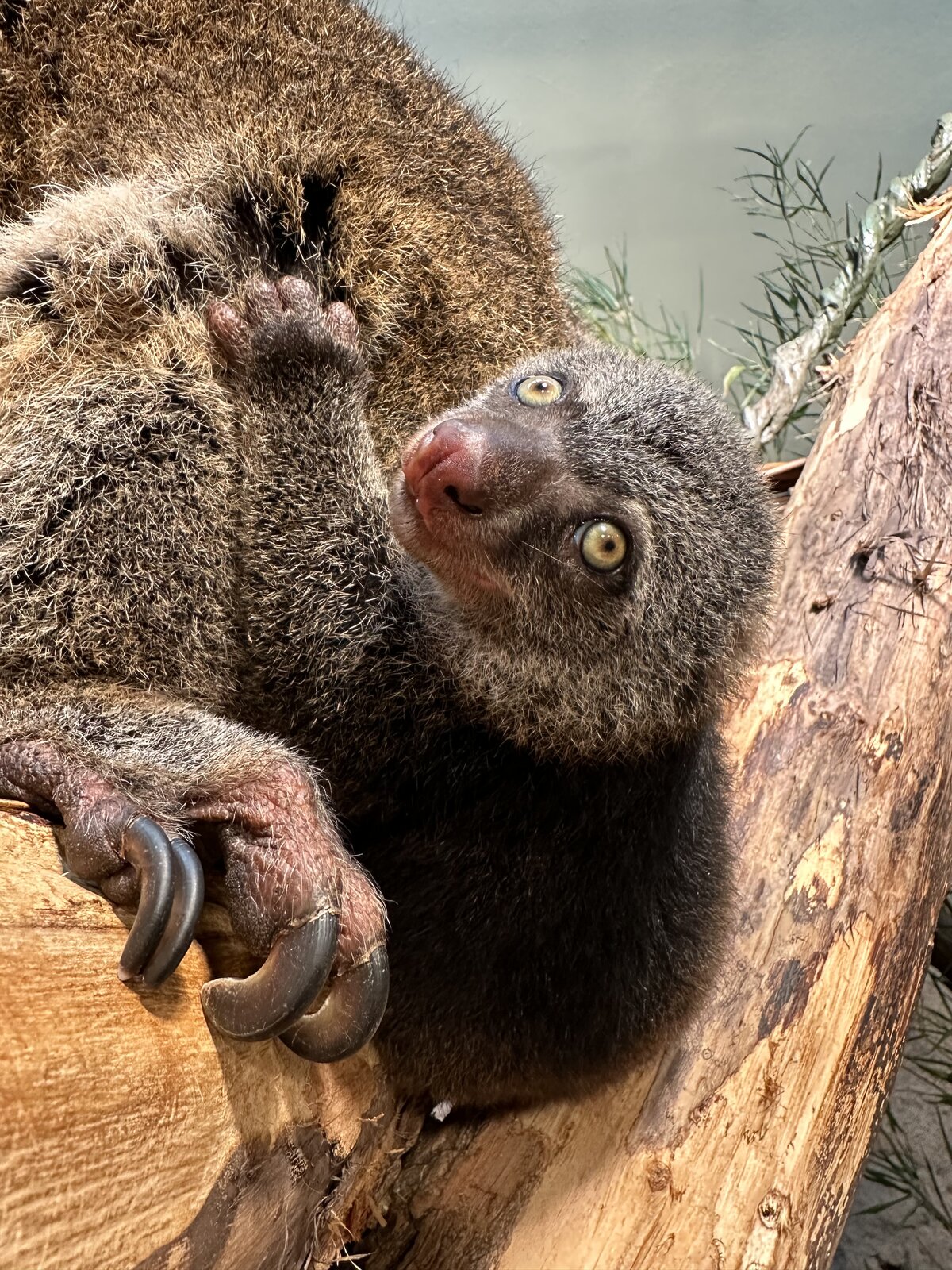 Wem gehören diese zauberhaften Augen? – Zoo Berlin