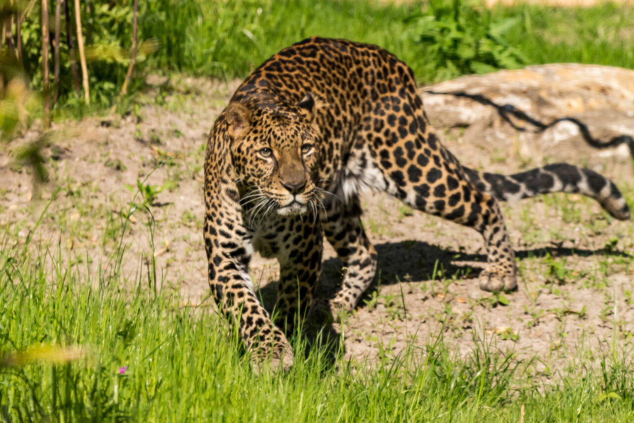Javan leopard – Aquarium Berlin
