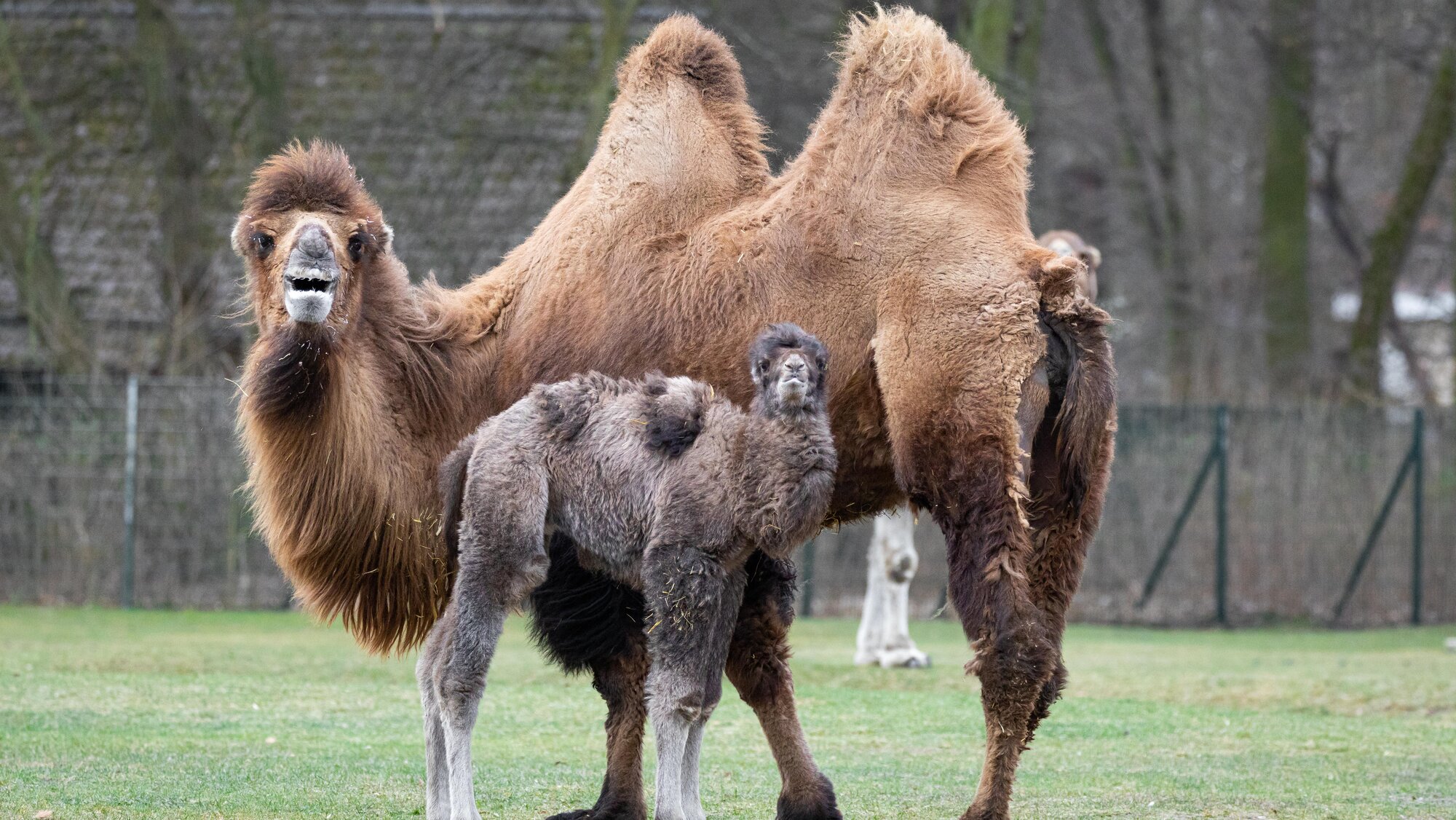 Camel baby Zoo Berlin