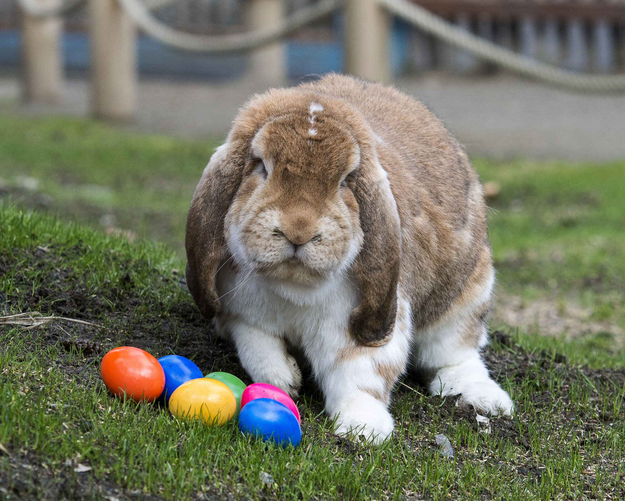 Easter Egg-Stravangza – Zoo Berlin